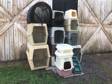 40 2 Guinea pigs and cage 2 guinea pigs companions black and brown Orphaned Kittens Rescued a litter of orphaned kittens, have 2 females left that need forever homes. . Ocala4sale pets